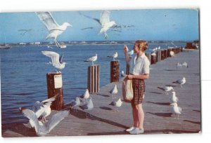 Nantucket Massachusetts MA Postcard 1961 Nantucket Island Feeding Sea Gulls