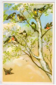 Birds in a Tree