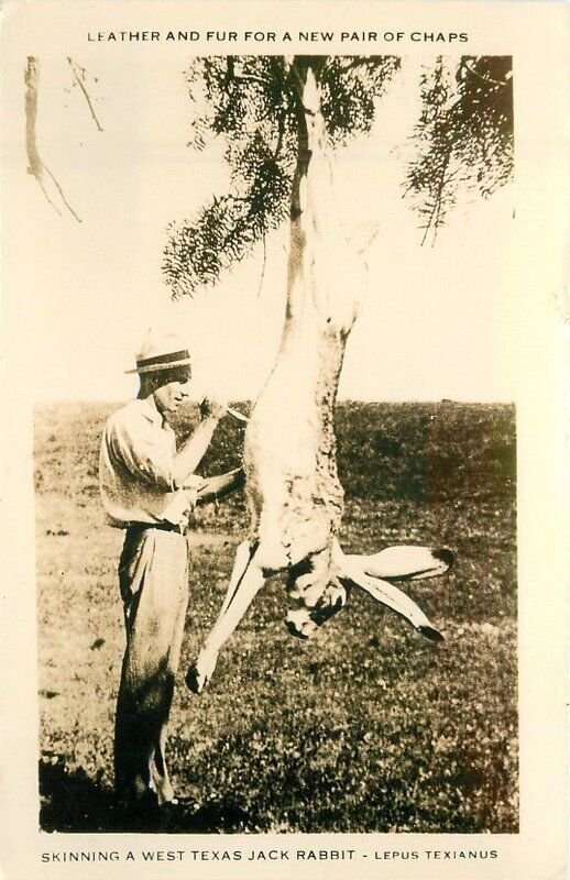Texas Skinning Jack Rabbit Exaggeration 1940s RPPC Photo Postcard 22-6186