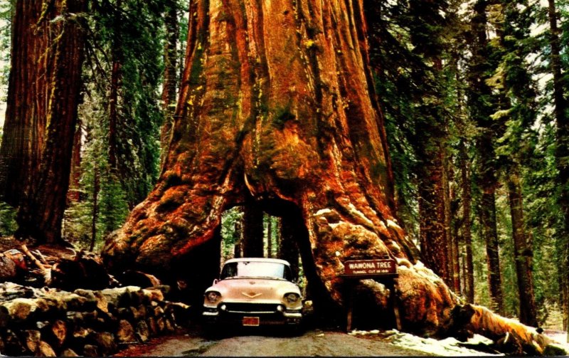 California Yosemite National Park Wawona Tree 1959