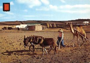 BF300 lanzarote faenas del camp donky ane spain