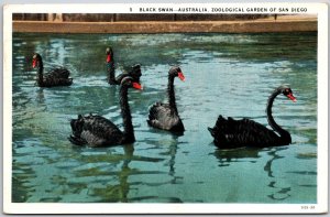 Black Swan Australia Zoological Garden Of San Diego California CA Postcard