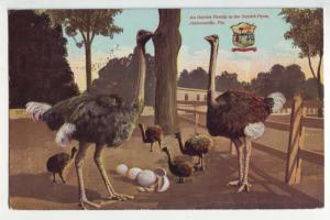 P1126 1914 used souvenir postcard ostrich family at farm jacksonville florida