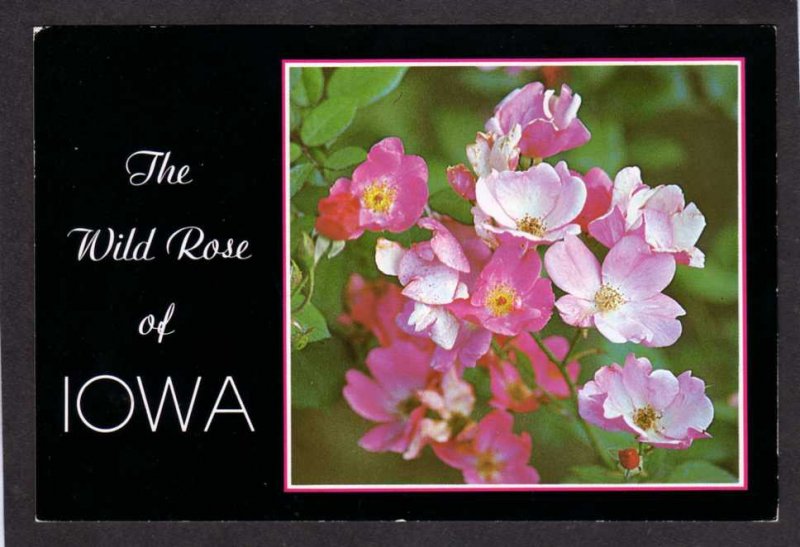 IA Wild Rose of Iowa Flowers State Flower Botany Botanical
