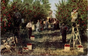 VINTAGE POSTCARD PICKING McINTOSH RED APPLES IN LAKE COMO BENCH MONTANA c. 1912