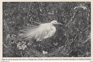 ORANGE LAKE , Florida , 00-10s ; Egret nest