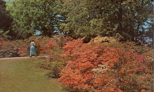 Azaleas and Rhododendrons Flowers - Highland Park, Rochester NY, New York