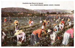 Women picking Cotton