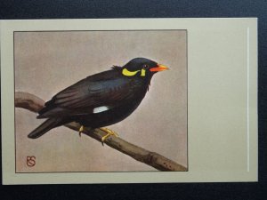 Bird Theme HILL MYNAH c1950s Postcard by P. Sluis Series 10 No.120