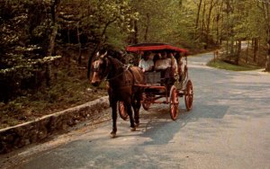 Horse Carriage,Hot Springs National Park BIN