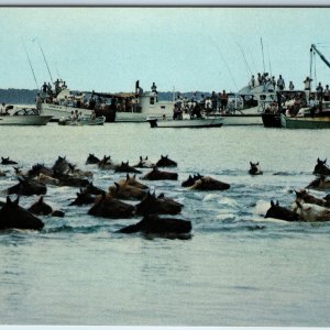 c1960s Chincoteague VA Pony Penning Day Swimming Assateague Island Horse PC A233