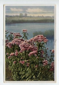 427940 Flower Eupatorium cannbinum Sammelwerk Tobacco Card w/ ADVERTISING