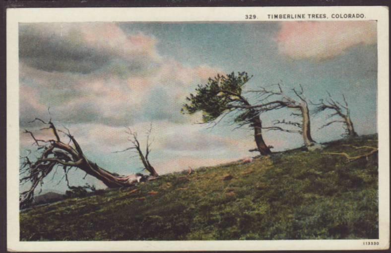 Timberline Trees,CO Postcard 