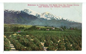CA - Old Baldy. Midwinter Scene from the Orange Groves