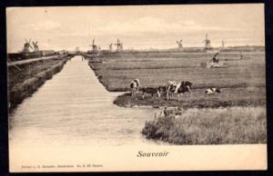 Dutch Windmills Rural Scene Early 1900's Postcard