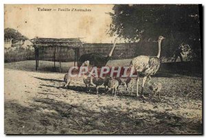 Postcard Old Tulear Family d & # 39Autruches