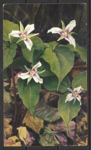 Painted Trillium - Flowers - (MX-056)