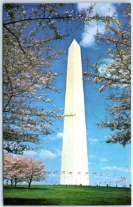 Postcard - Washington Monument, Cherry Blossom Time, Washington, D. C.