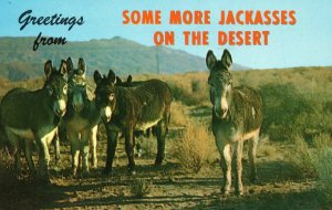 Vintage Postcard 1964 Some More Jackasses On Desert Greetings From California CA