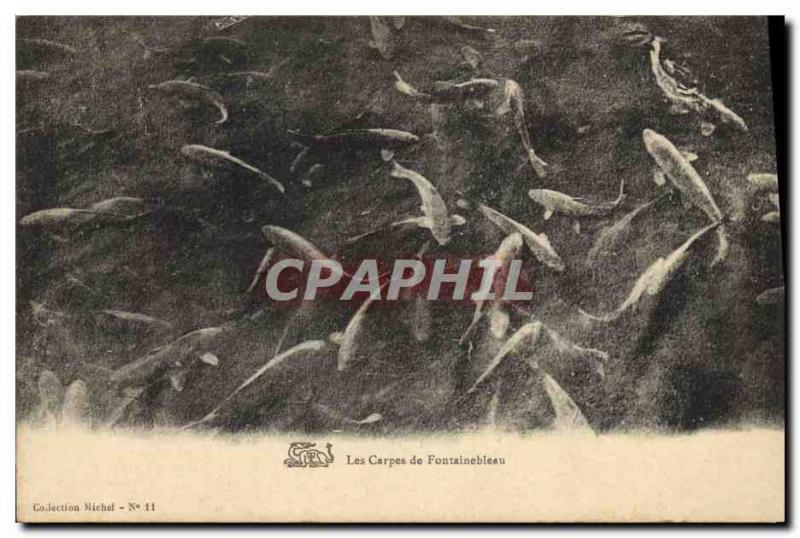 Old Postcard Fish Fish Carp Fontainebleau