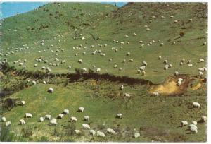 New Zealands Sheep, unused Postcard 