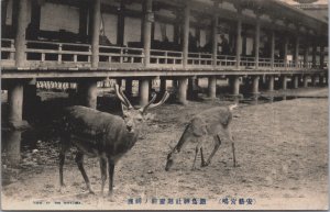 Japan View Of The Miyajima, Deer Vintage Postcard C193