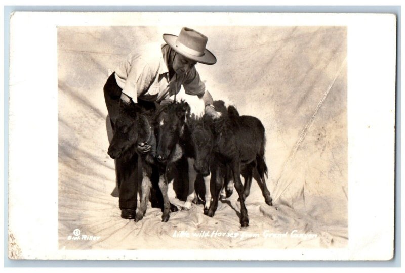 Arizona AZ Postcard RPPC Photo Little Wild Horses From Grand Canyon c1940's