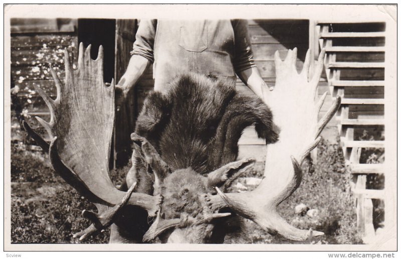 RP; PRINCE GEORGE, British Columbia, Canada: Moose Horns, PU-1951