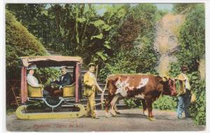 Carro de Bois Ox Sled Cart Madeira 1910c postcard