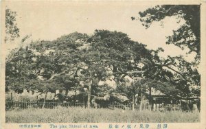 Japan The Pine Shiomi  of Awa Postcard C-1910 222-1905 