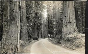 REDWOOD HIGHWAY,  REAL PHOTO POSTCARD