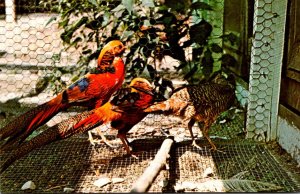 Birds Golden Pheasants Parke County Indiana