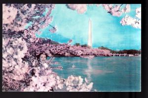 U S 1960 Cherry Blossoms Washington DC Picture Postcard!