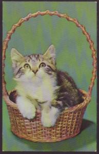 Kitten in a Basket Postcard