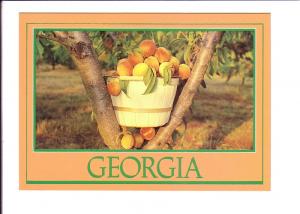 Basket of Peaches in a Tree, Georgia, Photo Steve Yost