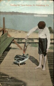 St. Petersburg FL Boy Feeding Tame Pelican c1910 Postcard