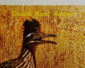 Vintage Postcard Road Runner Clown of the West desert bird Arizona 1977