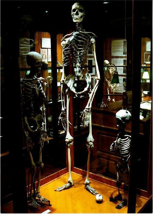 giant human skeleton museum