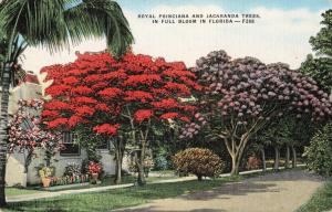 Postcard Royal Poinciana and Jacaranda Trees Florida