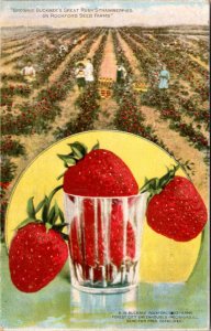Postcard advert IL Rockford - Growing Buckbee's Great Ruby Strawberries in glass