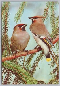 Animal~Two Bohemian Waxwing On Pine Branches~Continental Postcard 