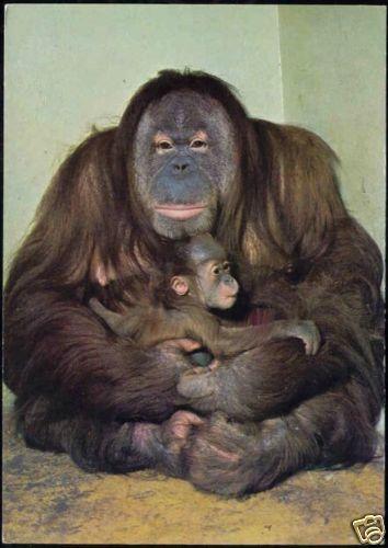 Mother ORANG UTAN with Child, Monkey Ape (1970s)