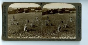 476164 Palestine separating tares wheat stony fields Bethel Underwood STEREO