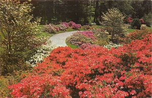 Biltmore House and Gardens, Azalea and Dogwood Asheville, North Carolina NC  