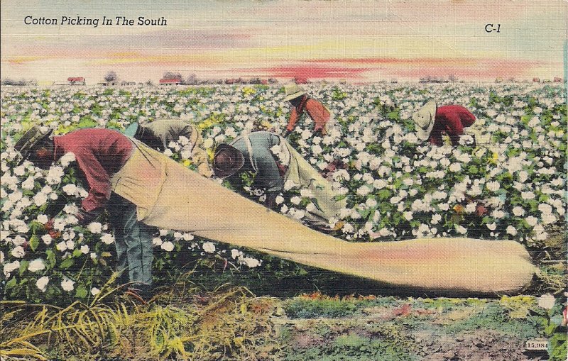 Black Americana, African American Men Working in Cotton Field, 1930-45