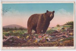 Bear, Yellowstone Park