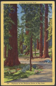 HIGHWAY IN THE MARIPOSA GROVE OF BIG TREES 19?5 YOSEMITE NATIONAL PARK