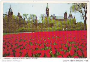 Canada Ontario Ottawa Tuliptime Le Festival Des Tulipes