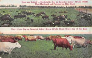 Imperial Valley California hogs and dairy cows in fields antique pc Z41473