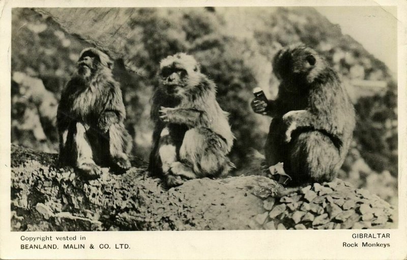 Gibraltar, Rock Monkeys (1945) RPPC Postcard Censor Cancel